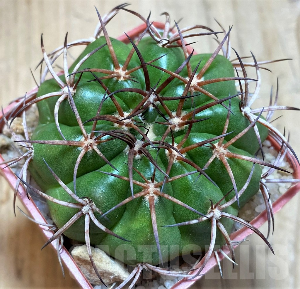 SH5980 Discocactus pugionacanthus MH615 -N Taiobeiras-, own roots, seedling