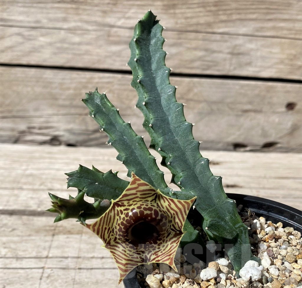 SH5974 Huernia zebrina - Image 2