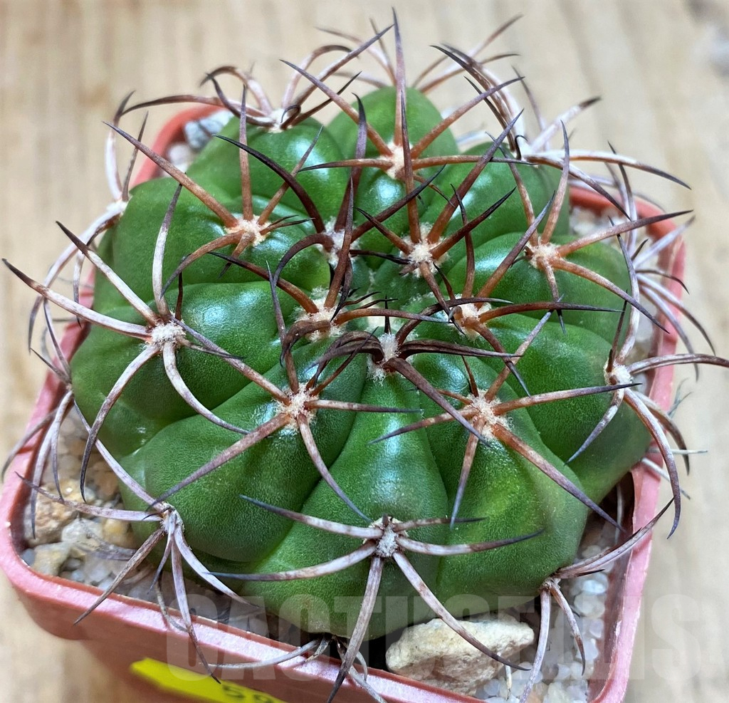 SH5980 Discocactus pugionacanthus MH615 -N Taiobeiras-, own roots, seedling - Image 2