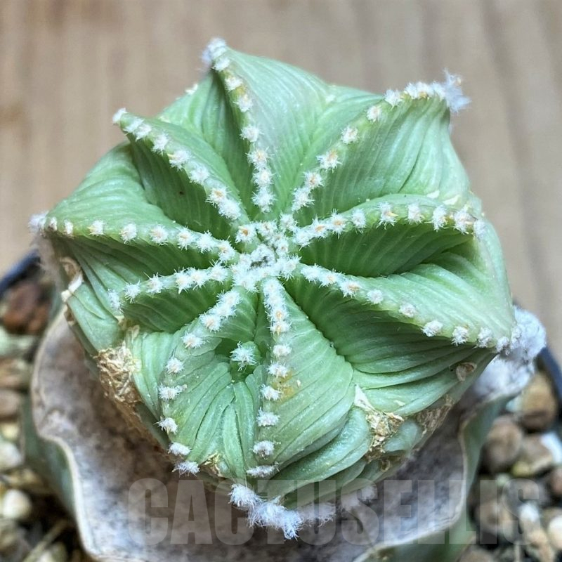 SH6038 Aztekium hintonii f. minor GCG 12707, Clone 25, grafted