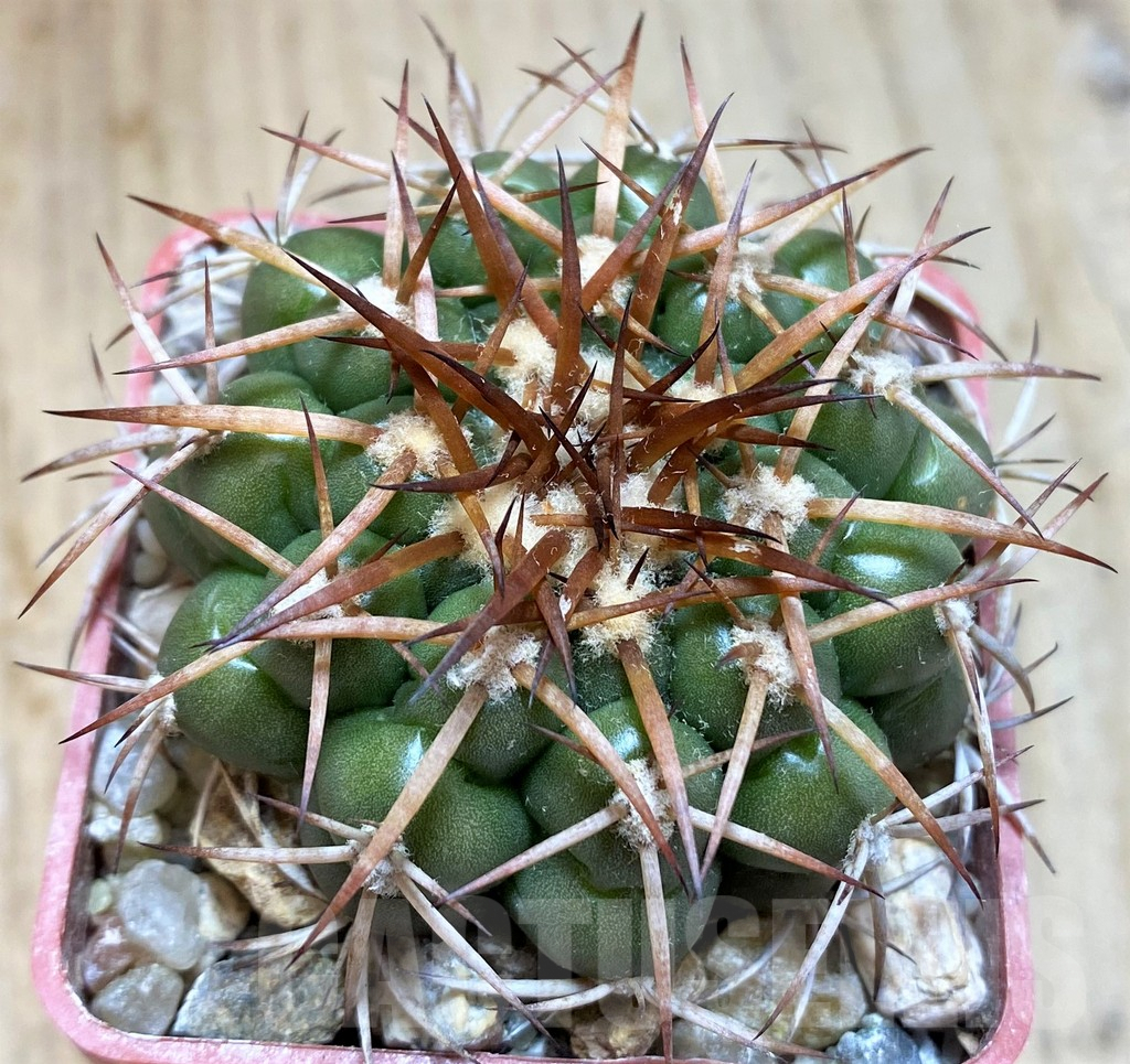 SH5981 Discocactus cangaensis MH886 -N Ipora, Goiás-, own roots, seedling