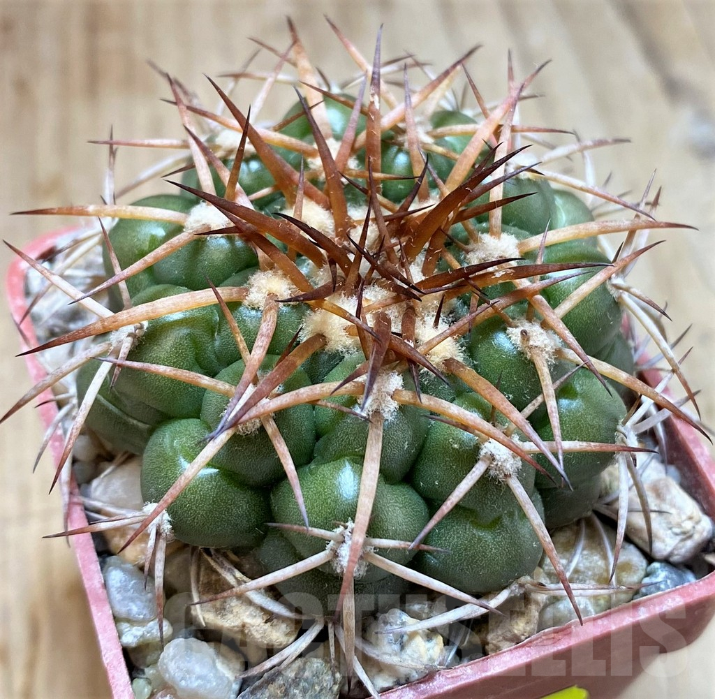 SH5981 Discocactus cangaensis MH886 -N Ipora, Goiás-, own roots, seedling - Image 2