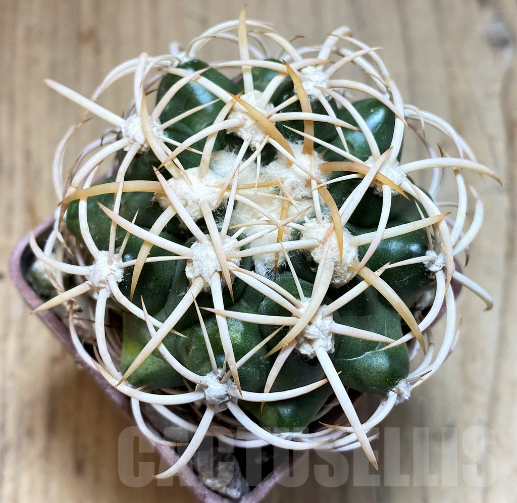 SH5982 Discocactus petr-halfari MH725 -E Juazeiro-, own roots, seedling