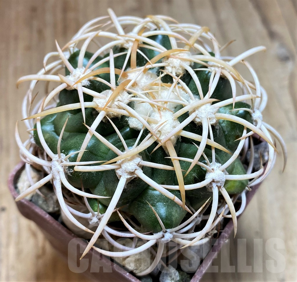 SH5982 Discocactus petr-halfari MH725 -E Juazeiro-, own roots, seedling – Image 2