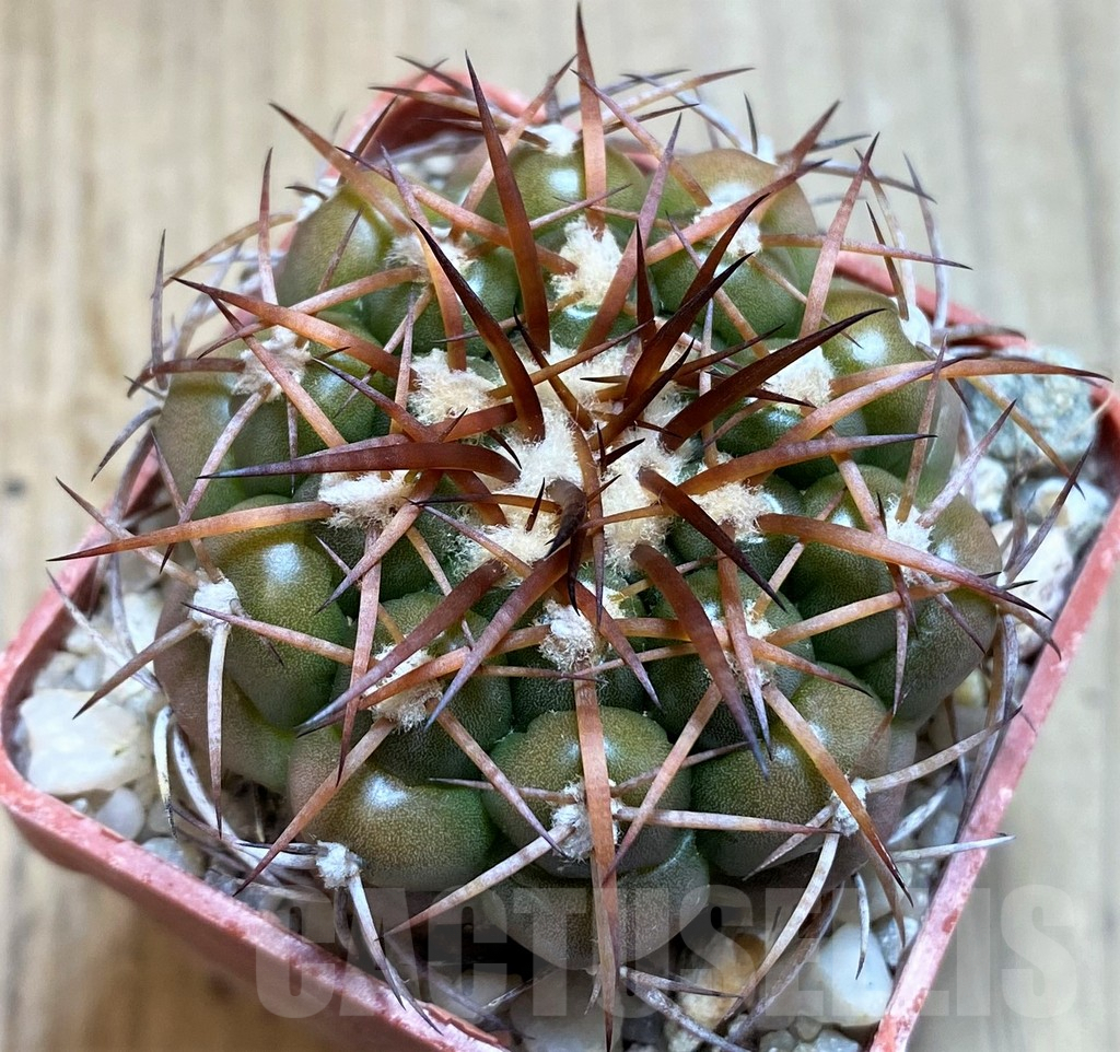 SH5983 Discocactus cangaensis MH886 -N Ipora, Goiás-, own roots, seedling - Image 2