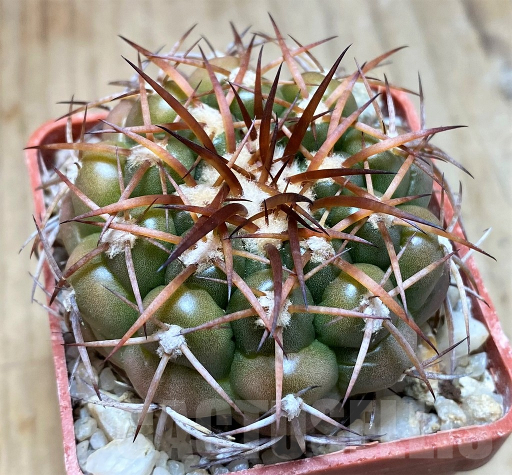 SH5983 Discocactus cangaensis MH886 -N Ipora, Goiás-, own roots, seedling