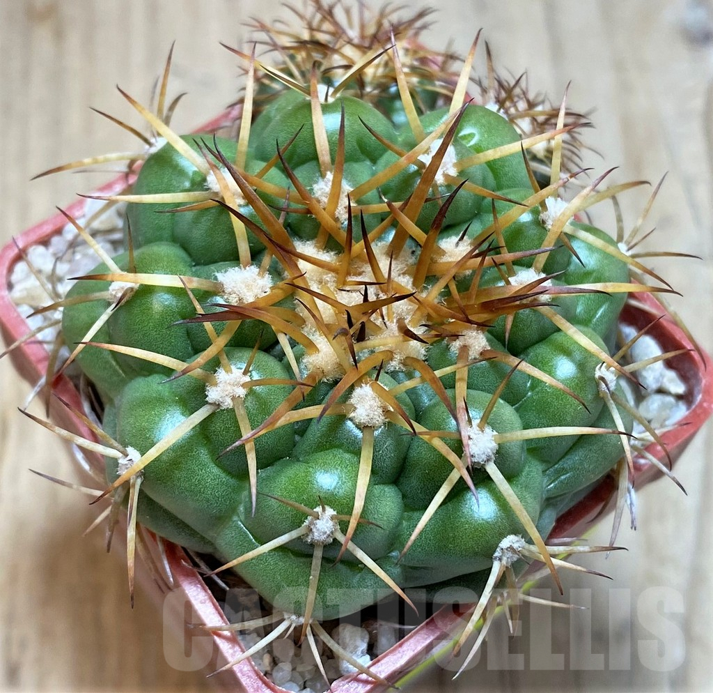 SH5984 Discocactus cangaensis MH886 -N Ipora, Goiás-, own roots, seedling