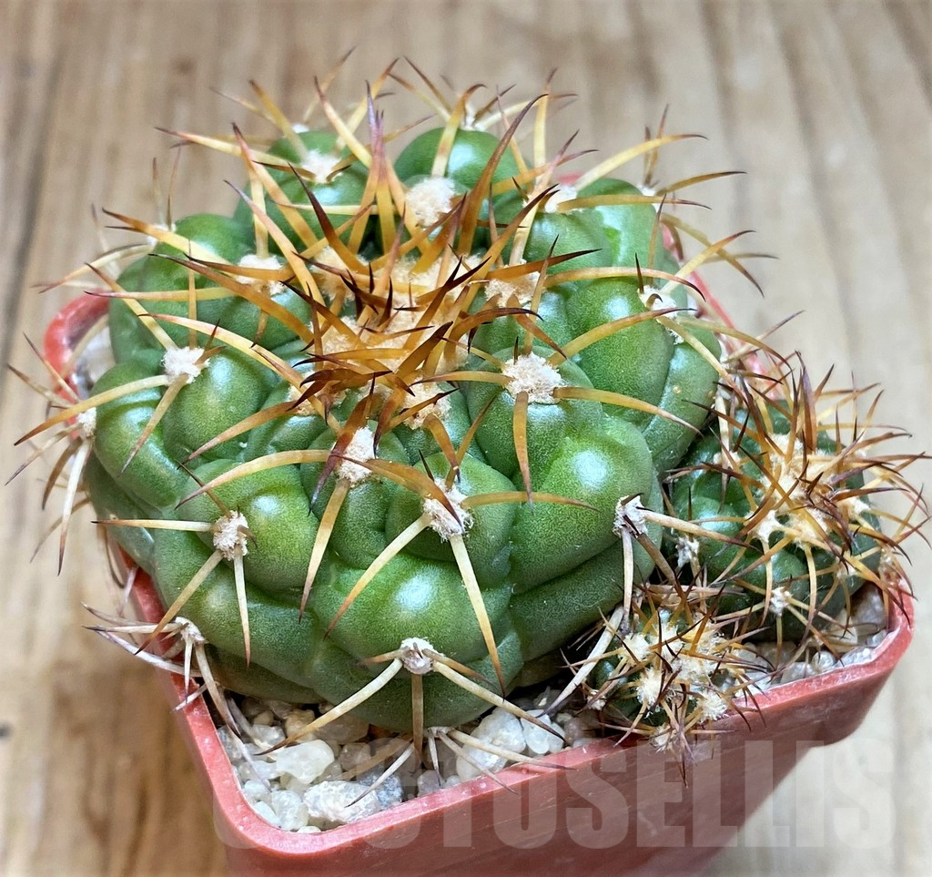 SH5984 Discocactus cangaensis MH886 -N Ipora, Goiás-, own roots, seedling - Image 2