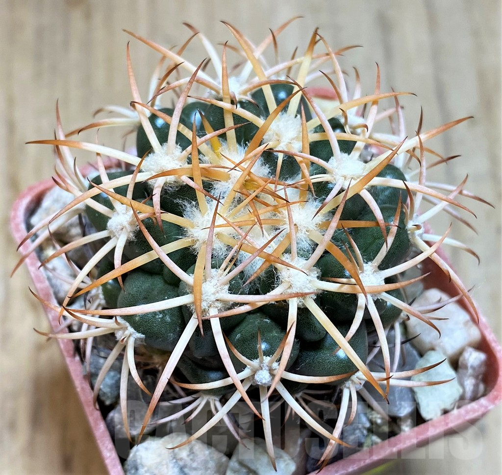 SH5985 Discocactus petr-halfari MH725 -E Juazeiro-, own roots, seedling