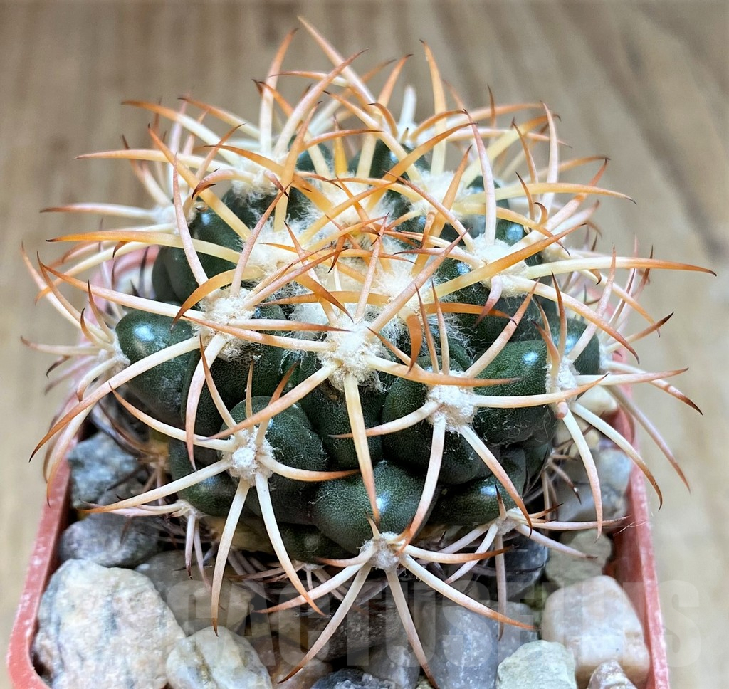 SH5985 Discocactus petr-halfari MH725 -E Juazeiro-, own roots, seedling - Image 2