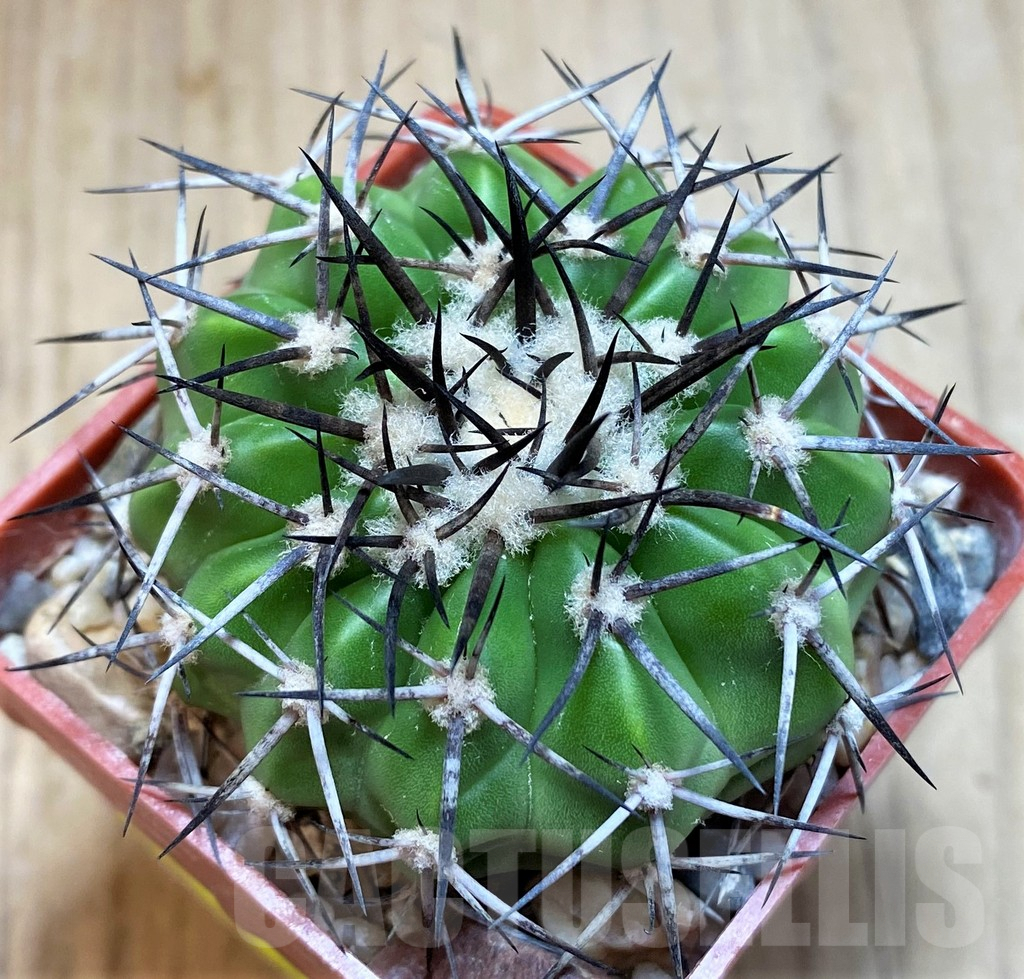 SH5986 Discocactus alteolens MH587 -Buena Vista-, own roots, seedling - Image 2