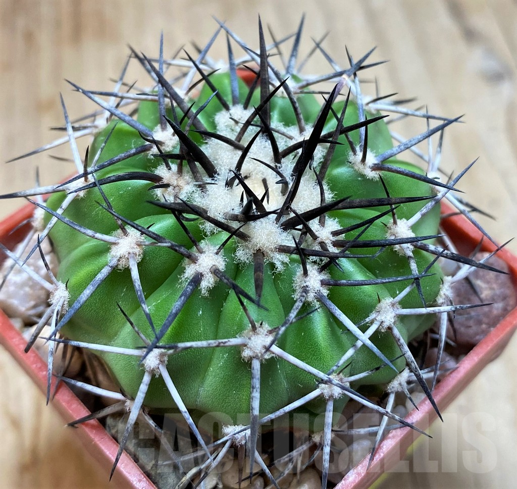 SH5986 Discocactus alteolens MH587 -Buena Vista-, own roots, seedling