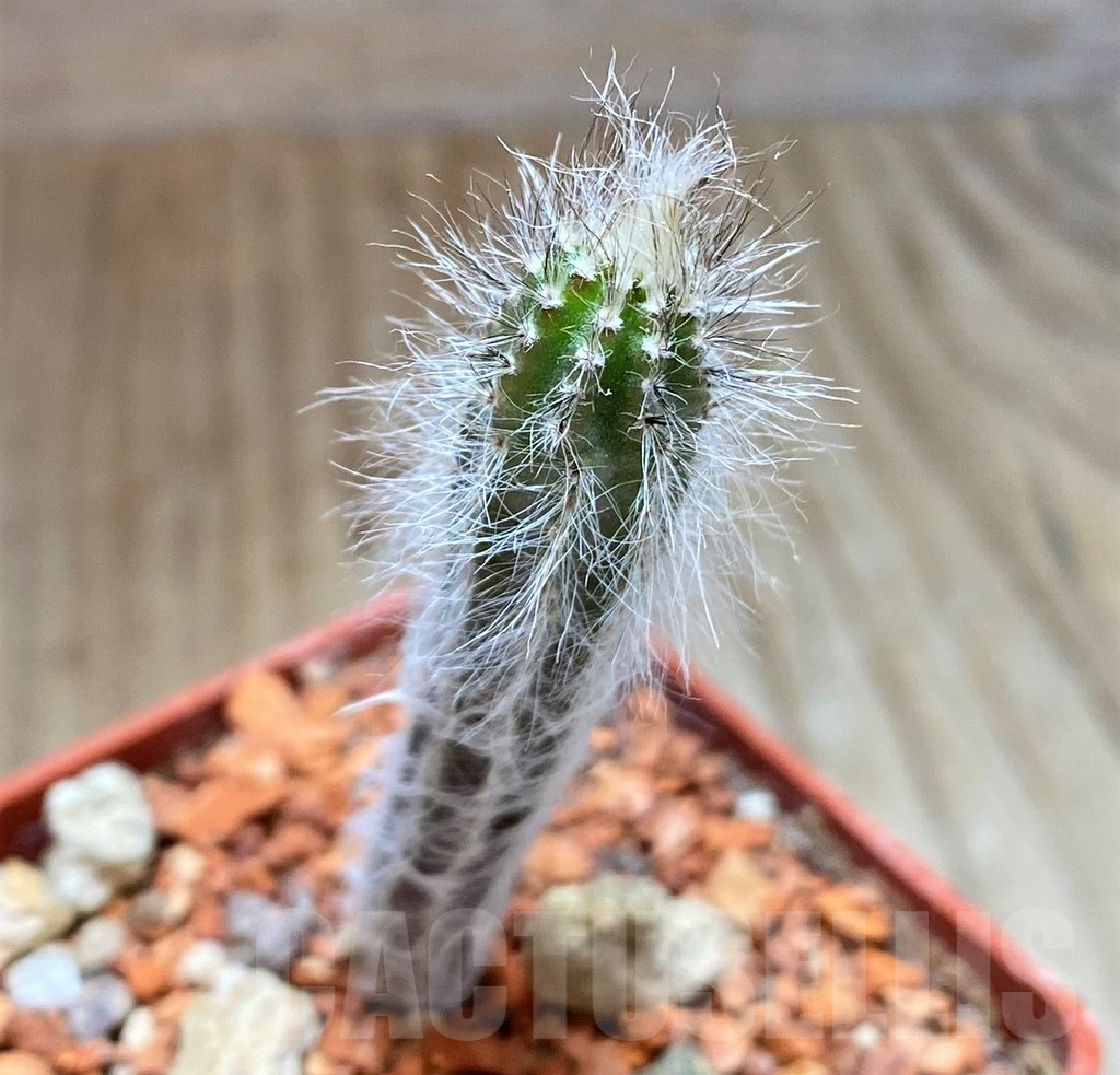 SH5975 Echinocereus schmollii