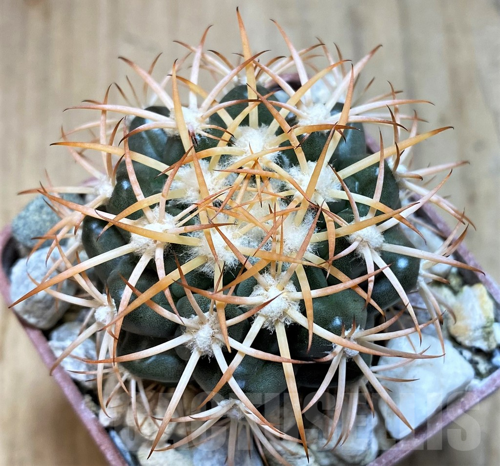 SH5987 Discocactus petr-halfari MH725 -E Juazeiro-, own roots, seedling