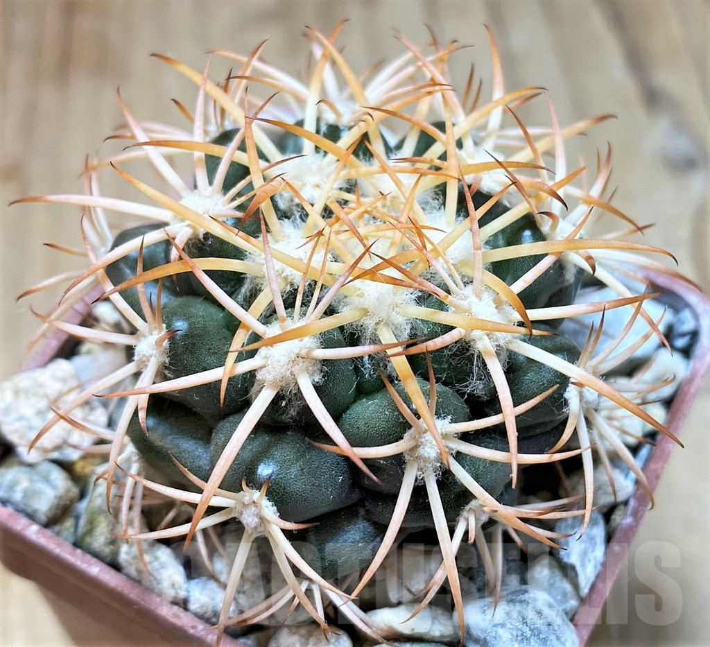 SH5987 Discocactus petr-halfari MH725 -E Juazeiro-, own roots, seedling - Image 2