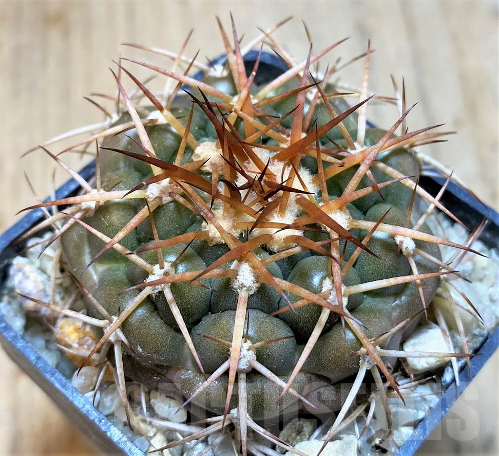 SH5988 Discocactus cangaensis MH886 -N Ipora, Goiás-, own roots, seedling