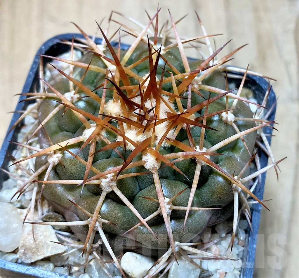 SH5988 Discocactus cangaensis MH886 -N Ipora, Goiás-, own roots, seedling - Obrázek 2