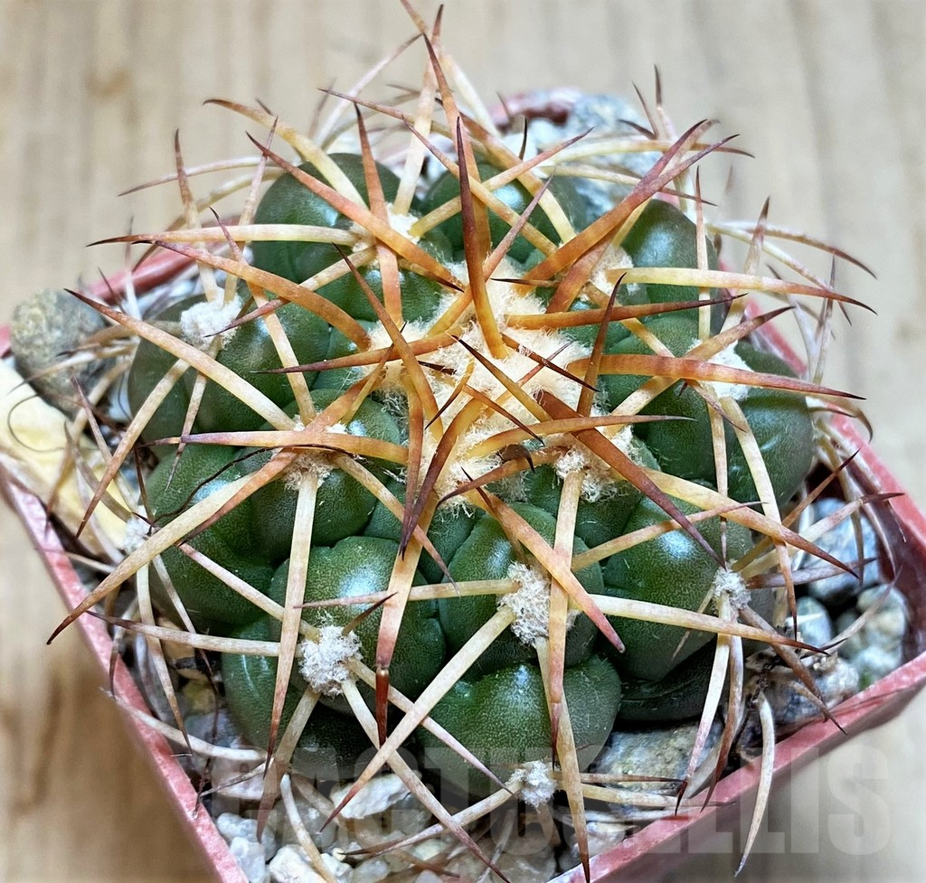 SH5990 Discocactus cangaensis MH886 -N Ipora, Goiás-, own roots, seedling