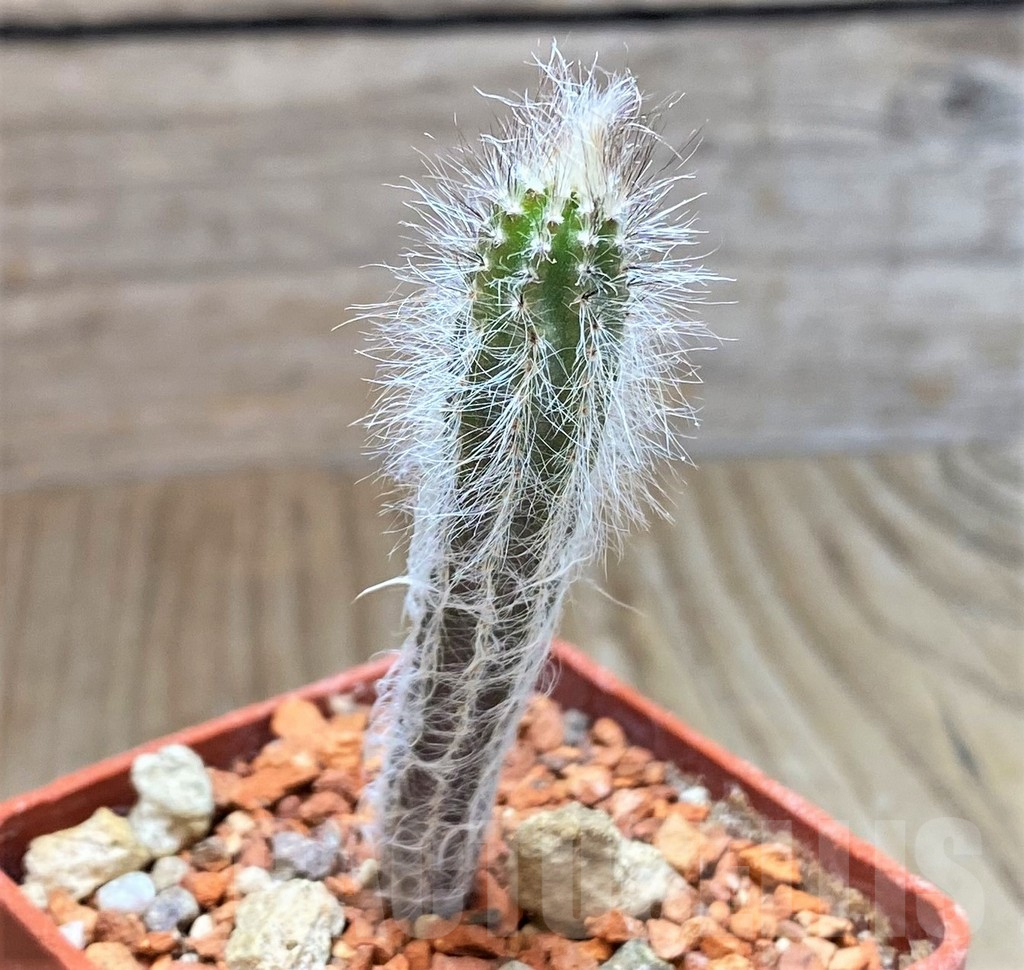 SH5975 Echinocereus schmollii - Imagen 2