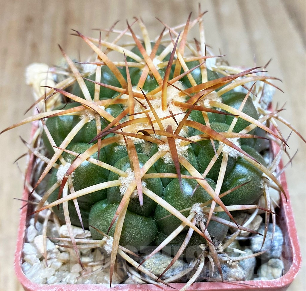 SH5990 Discocactus cangaensis MH886 -N Ipora, Goiás-, own roots, seedling - Image 2