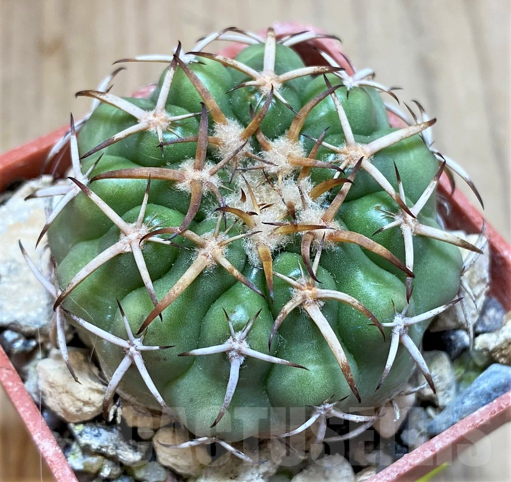 SH5995 Discocactus sp. MH771 -Parque Estadual Terra Ronca-,own roots, seedling - Imagen 2