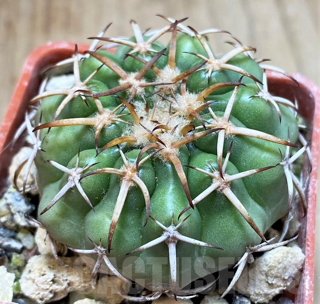 SH5995 Discocactus sp. MH771 -Parque Estadual Terra Ronca-,own roots, seedling