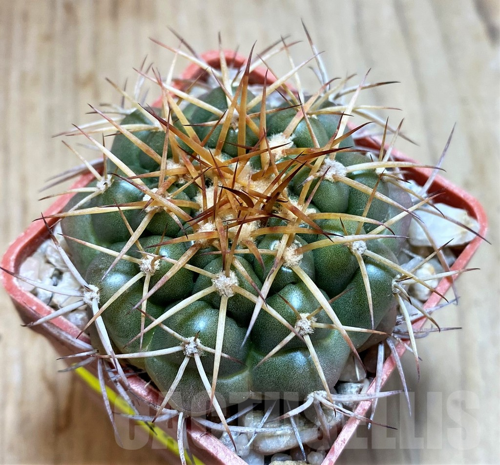 SH5976 Discocactus cangaensis MH886 -N Ipora, Goiás-, own roots, seedling - Imagen 2