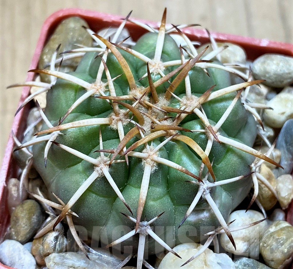 SH5999 Discocactus sp. MH771 -Parque Estadual Terra Ronca-,own roots, seedling