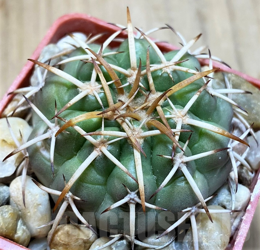 SH5999 Discocactus sp. MH771 -Parque Estadual Terra Ronca-,own roots, seedling - 画像 (2)