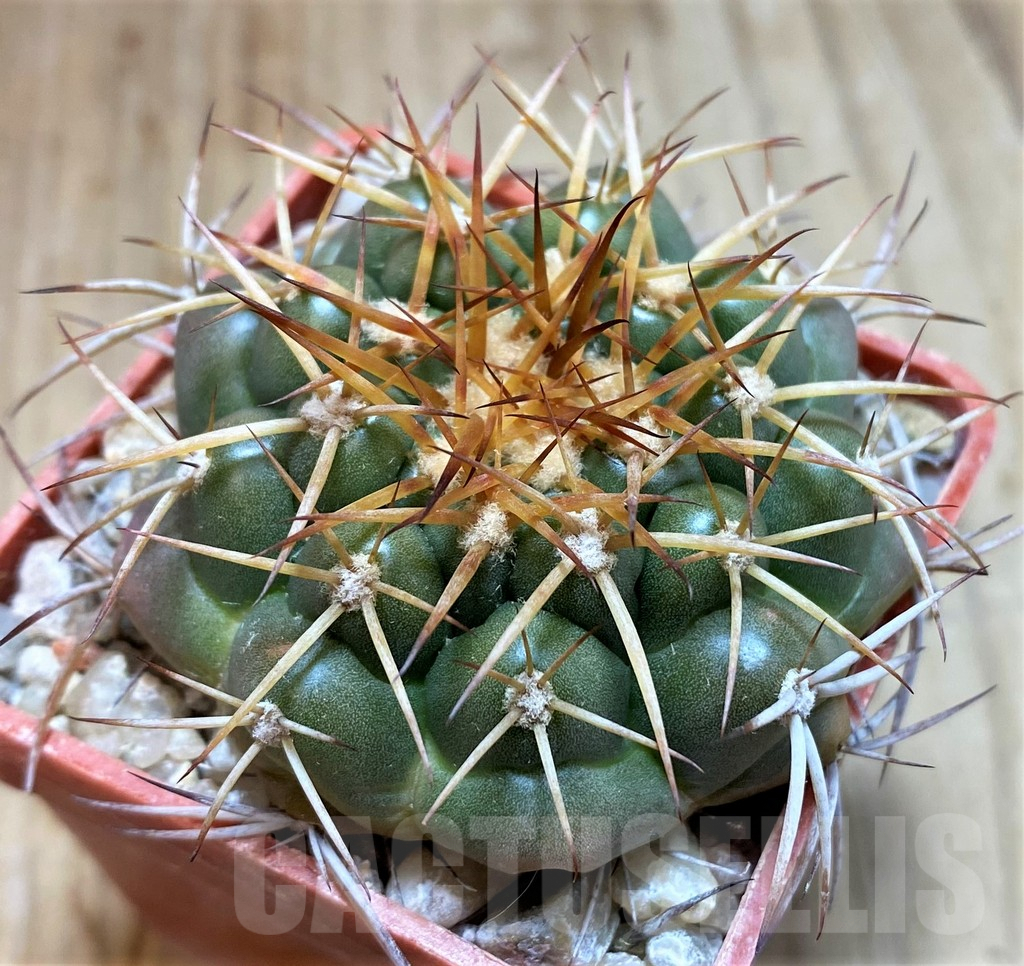 SH5976 Discocactus cangaensis MH886 -N Ipora, Goiás-, own roots, seedling