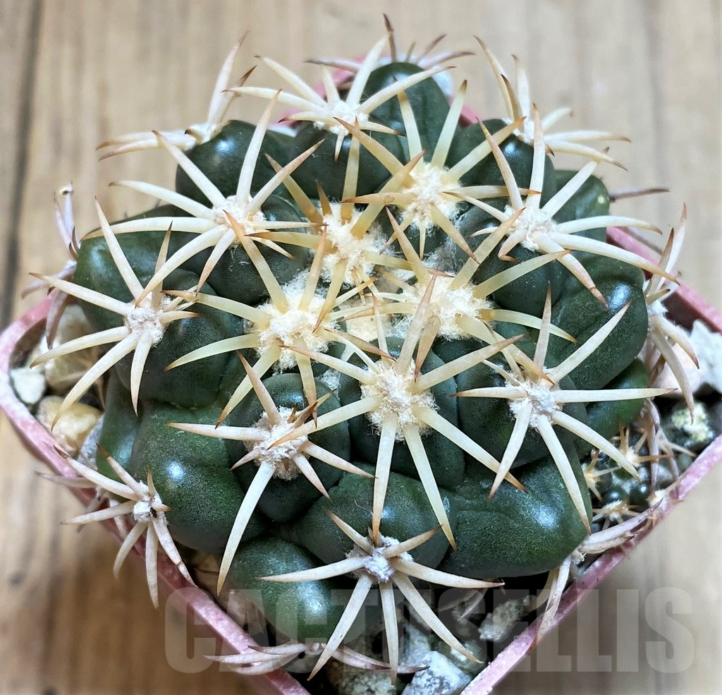 SH6001 Discocactus petr-halfari MH725 -E Juazeiro-, own roots, seedling