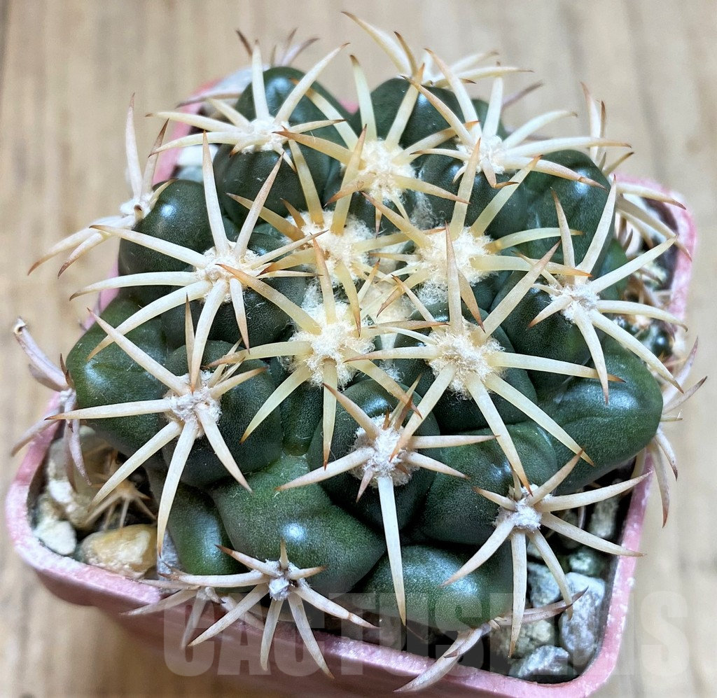 SH6001 Discocactus petr-halfari MH725 -E Juazeiro-, own roots, seedling - Image 2