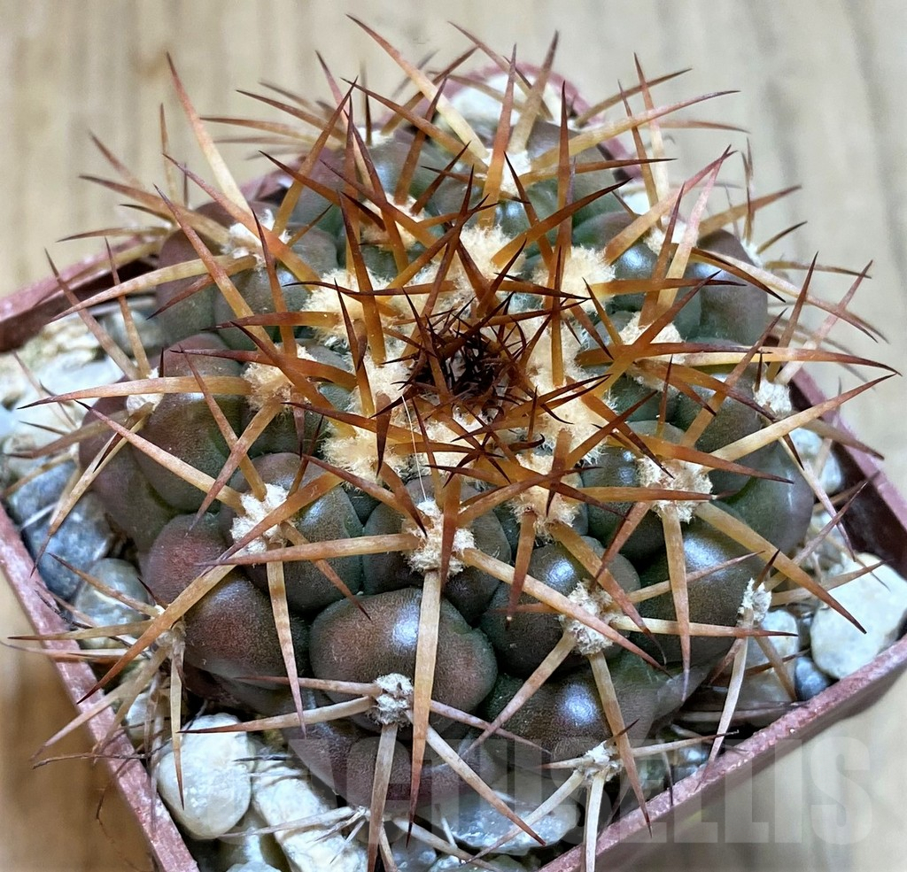 SH6003 Discocactus cangaensis MH886 -N Ipora, Goiás-, own roots, seedling