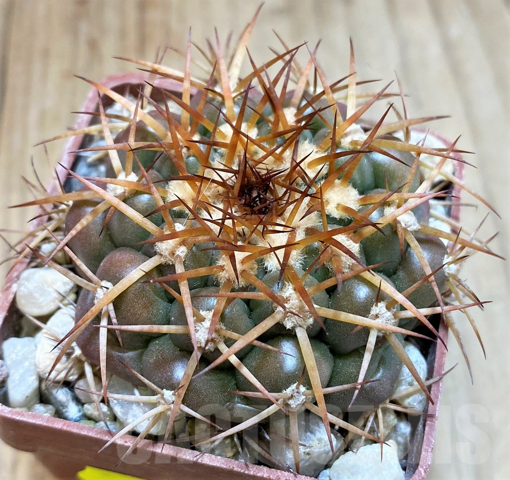 SH6003 Discocactus cangaensis MH886 -N Ipora, Goiás-, own roots, seedling - 画像 (2)