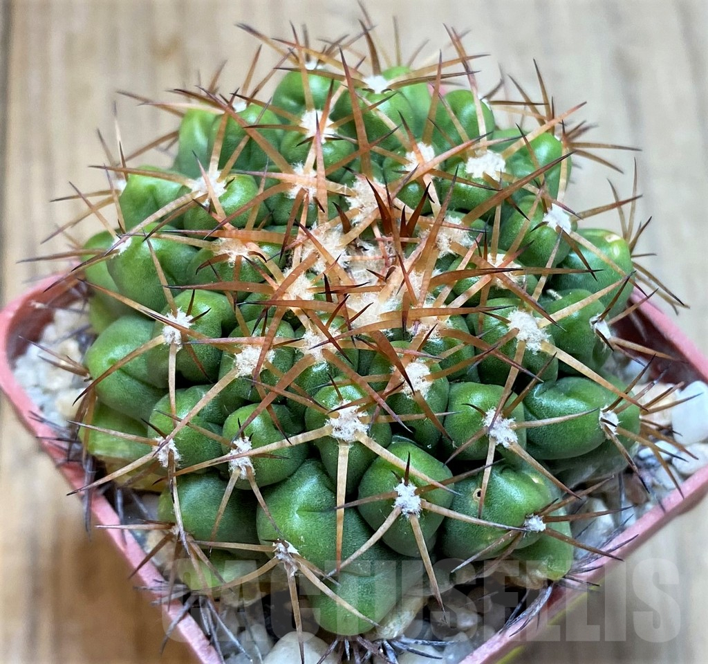 SH6004 Discocactus mamillosus form MH851 -E Cabaseira do Apa-, own roots, seedling - immagine 2