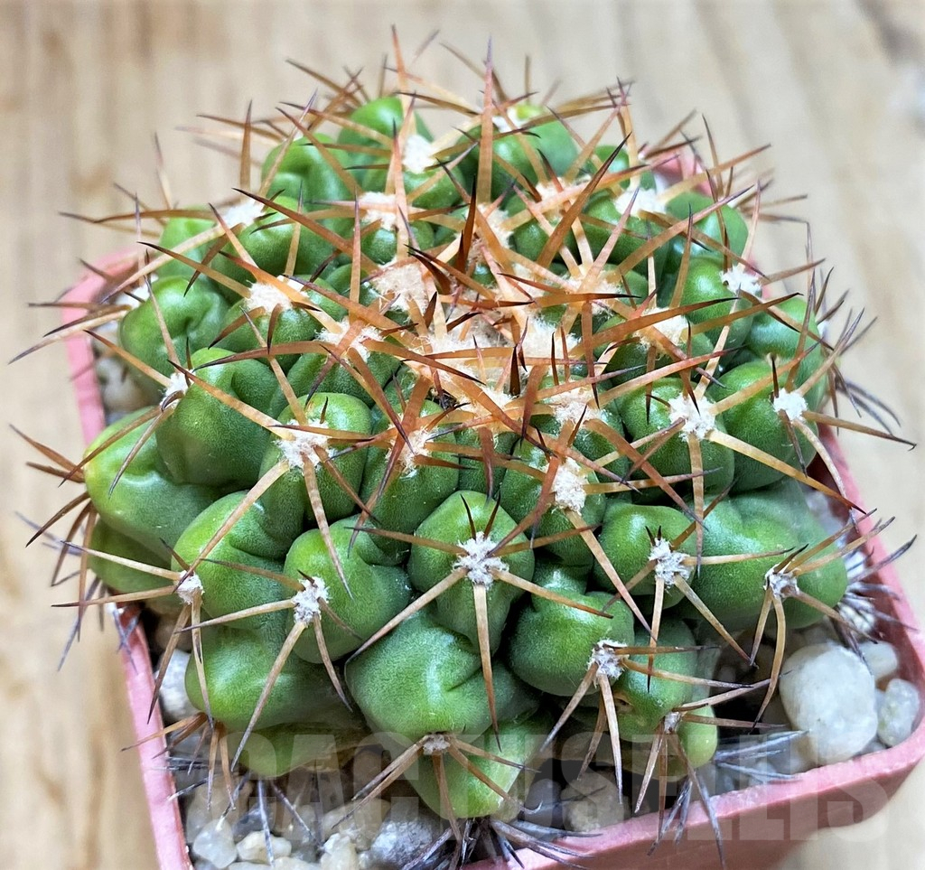 SH6004 Discocactus mamillosus form MH851 -E Cabaseira do Apa-, own roots, seedling