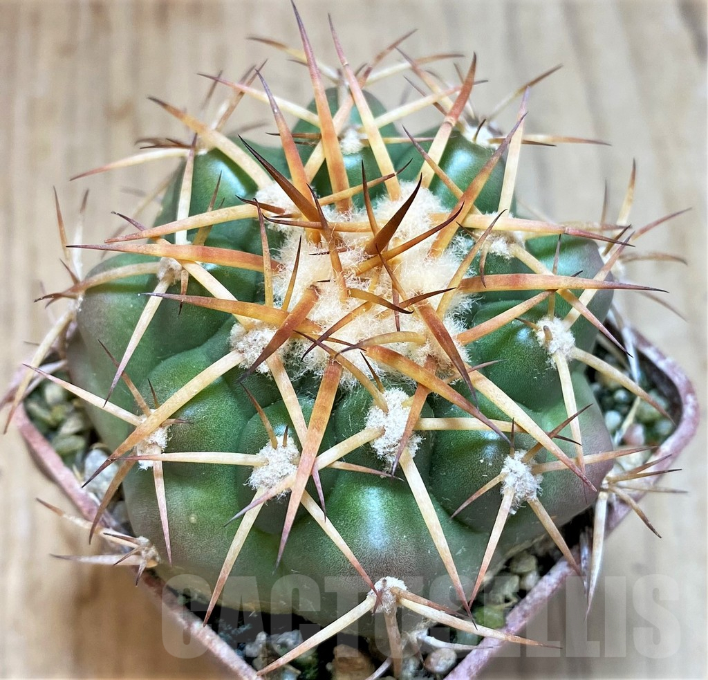 SH6006 Discocactus cangaensis MH886 -N Ipora, Goiás-, own roots, seedling