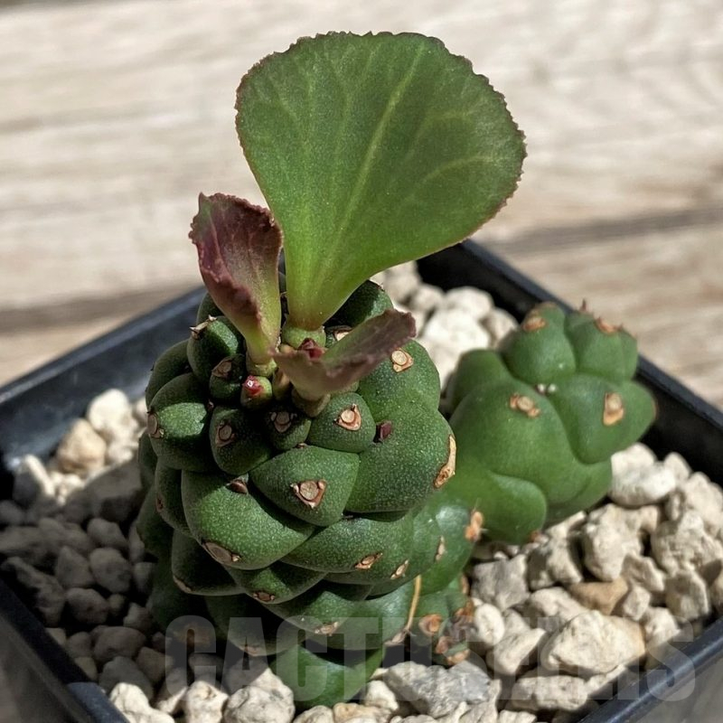 SH5954 Monadenium ritchiei v. nyambense