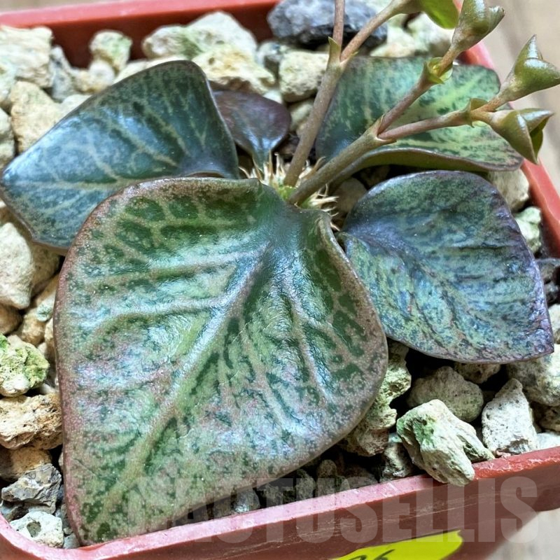 SH5926 Euphorbia francoisii hybrid