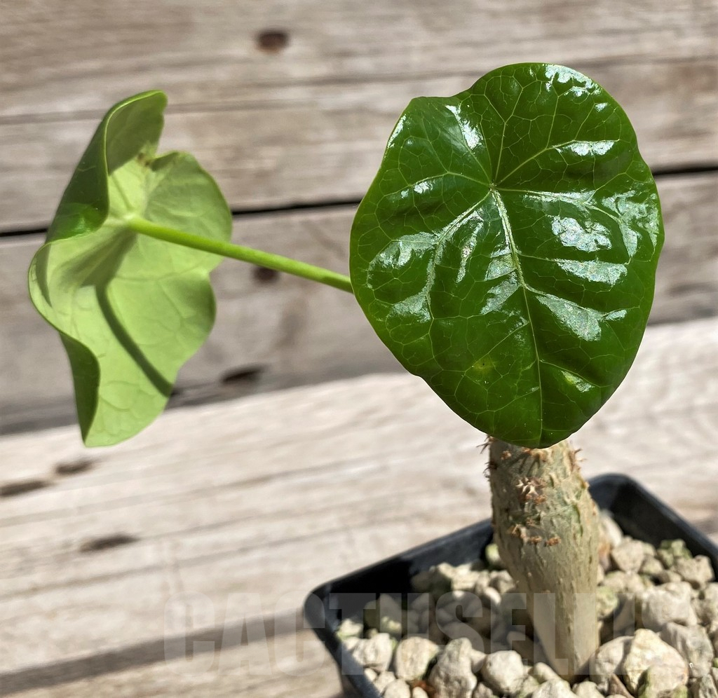 SH5958 Jatropha podagrica, Yellow flowers