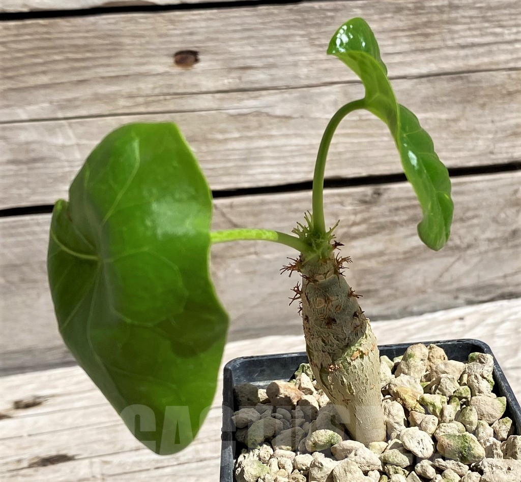 SH5958 Jatropha podagrica, Yellow flowers - immagine 2