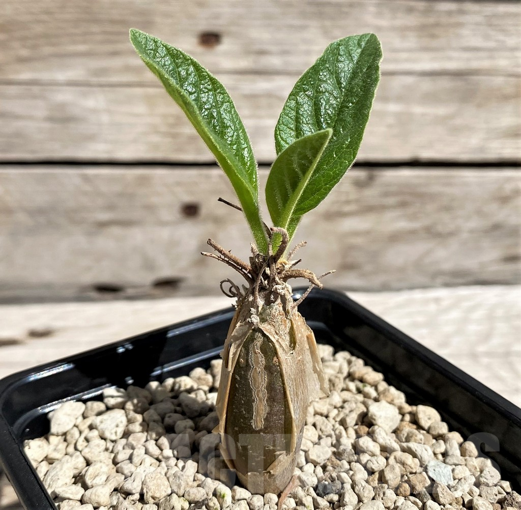 SH5960 Sesamothamnus busseanus