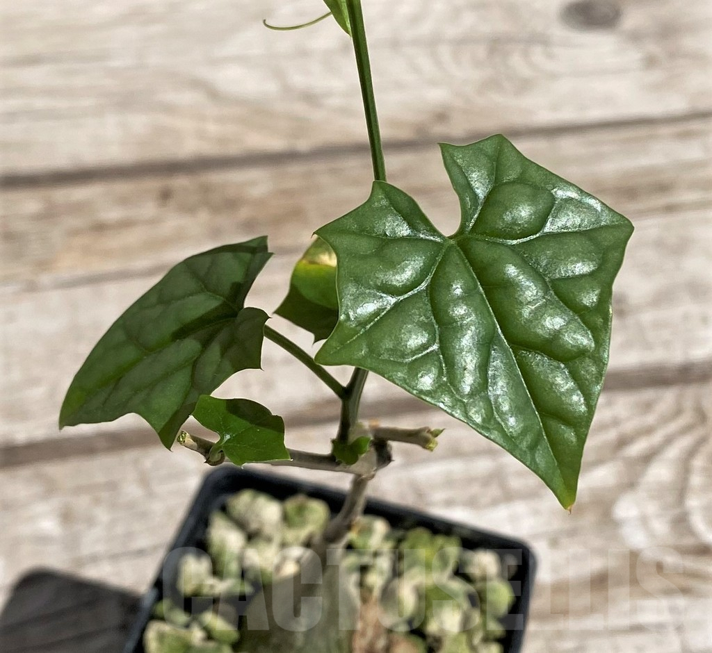 SH5962 Gerrardanthus macrorhizus