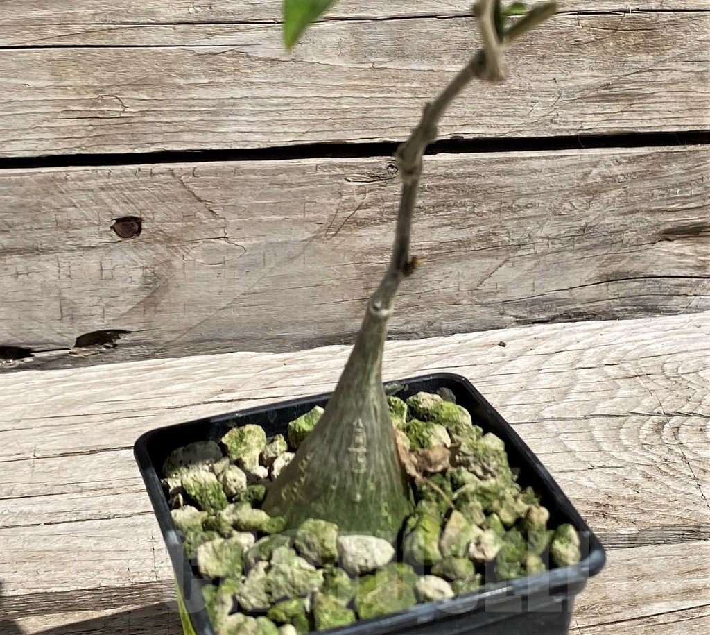 SH5962 Gerrardanthus macrorhizus - Image 2