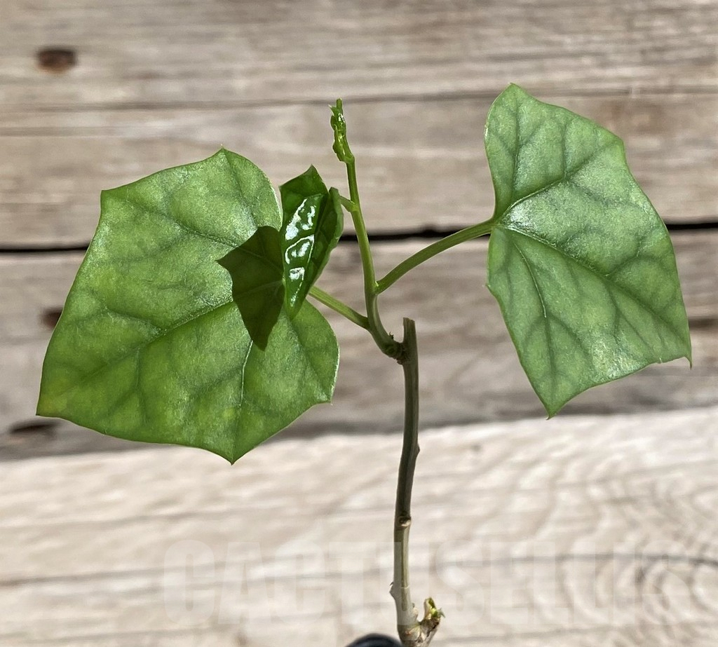 SH5963 Gerrardanthus macrorhizus