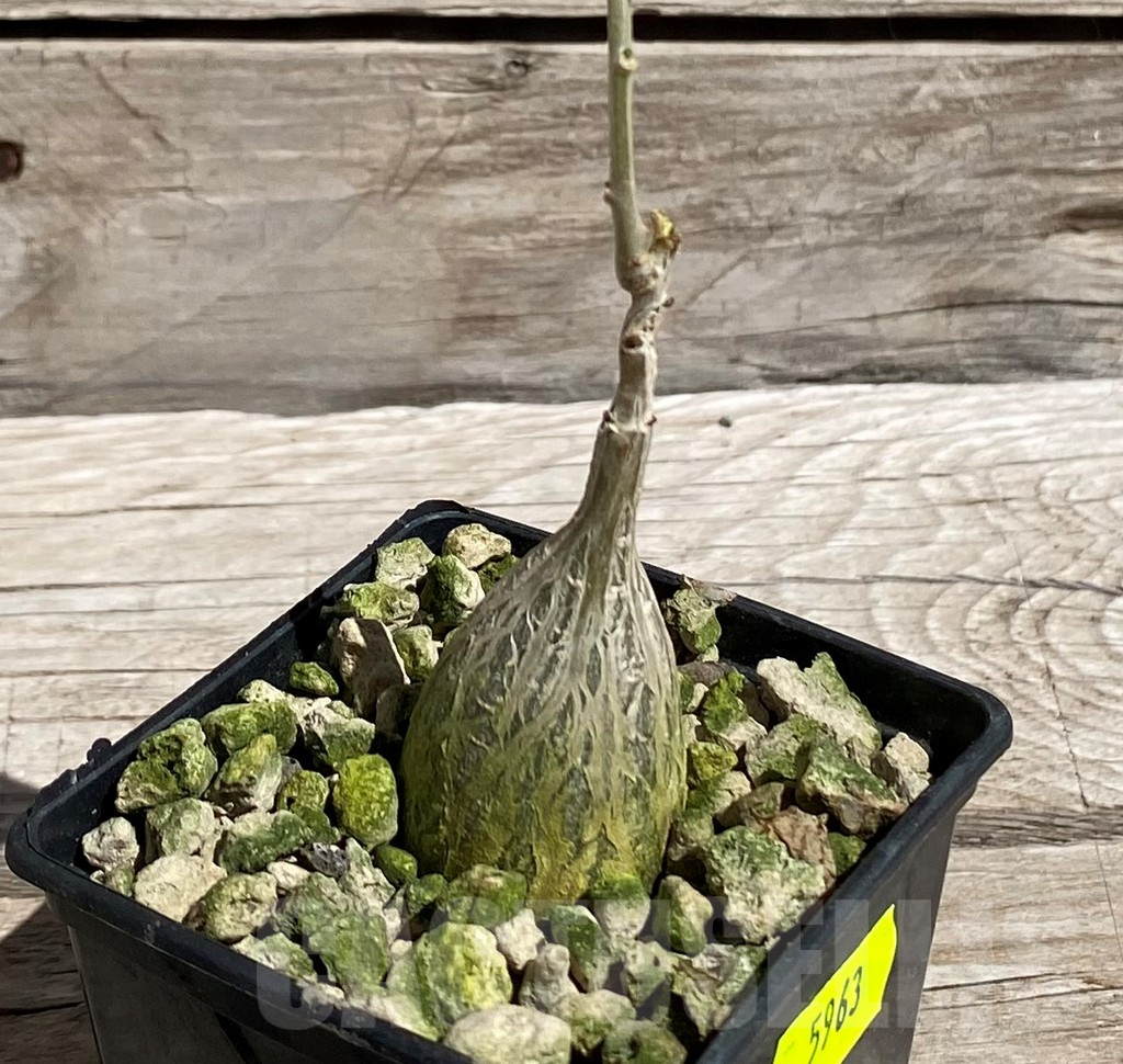 SH5963 Gerrardanthus macrorhizus - Зображення 2