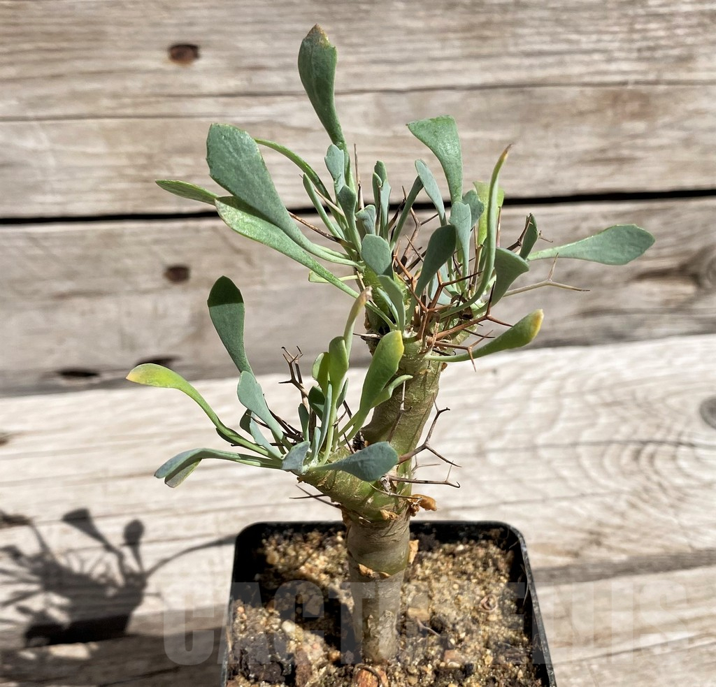 SH5964 Othonna euphorbioides