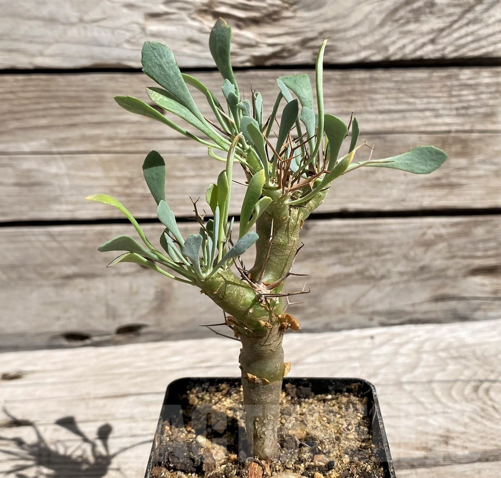 SH5964 Othonna euphorbioides - 画像 (2)