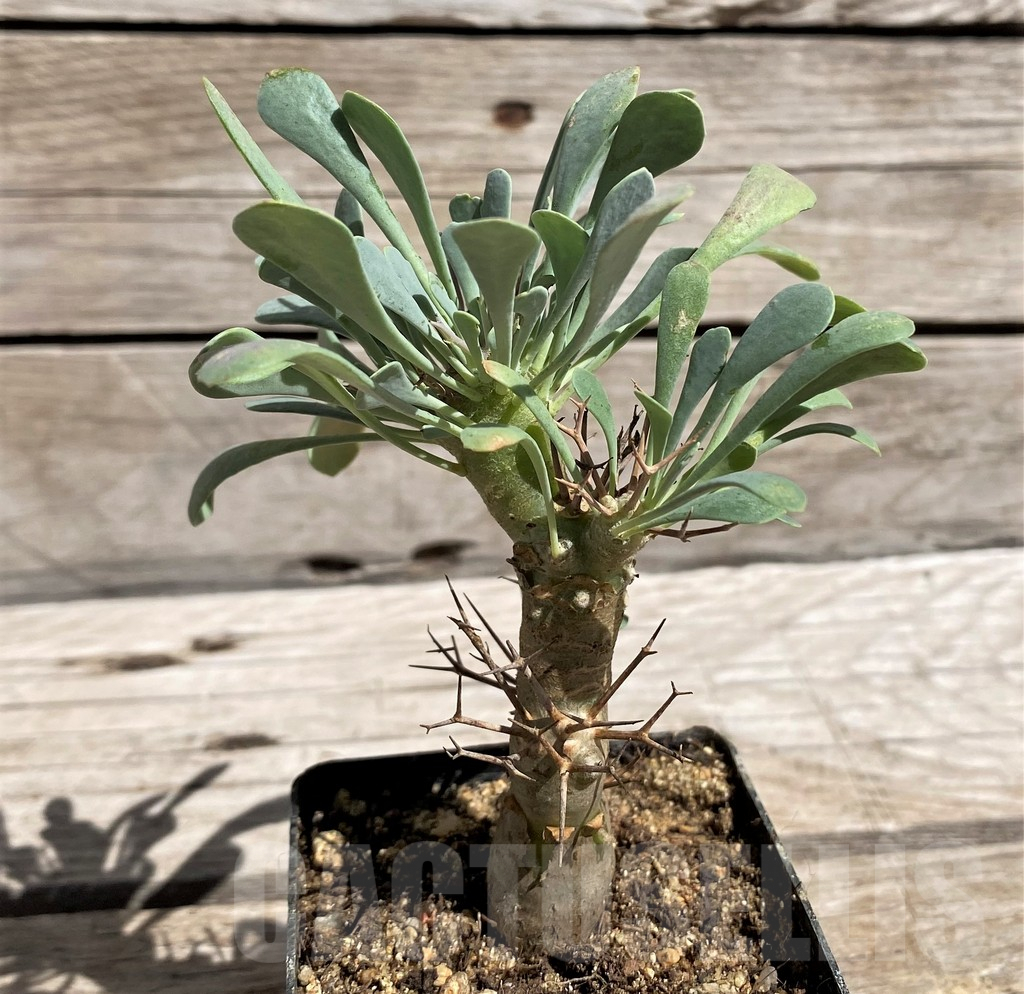 SH5965 Othonna euphorbioides - immagine 2