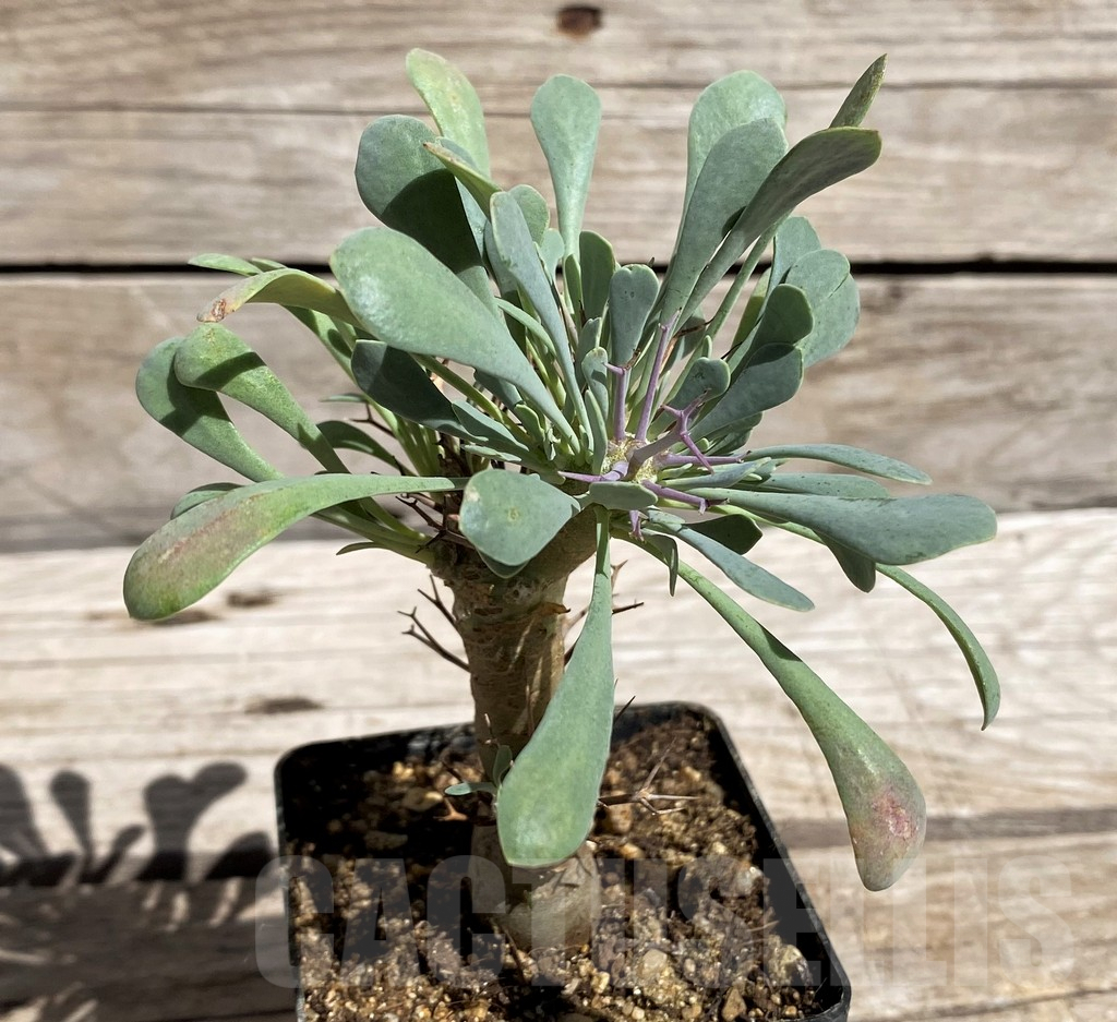 SH5965 Othonna euphorbioides